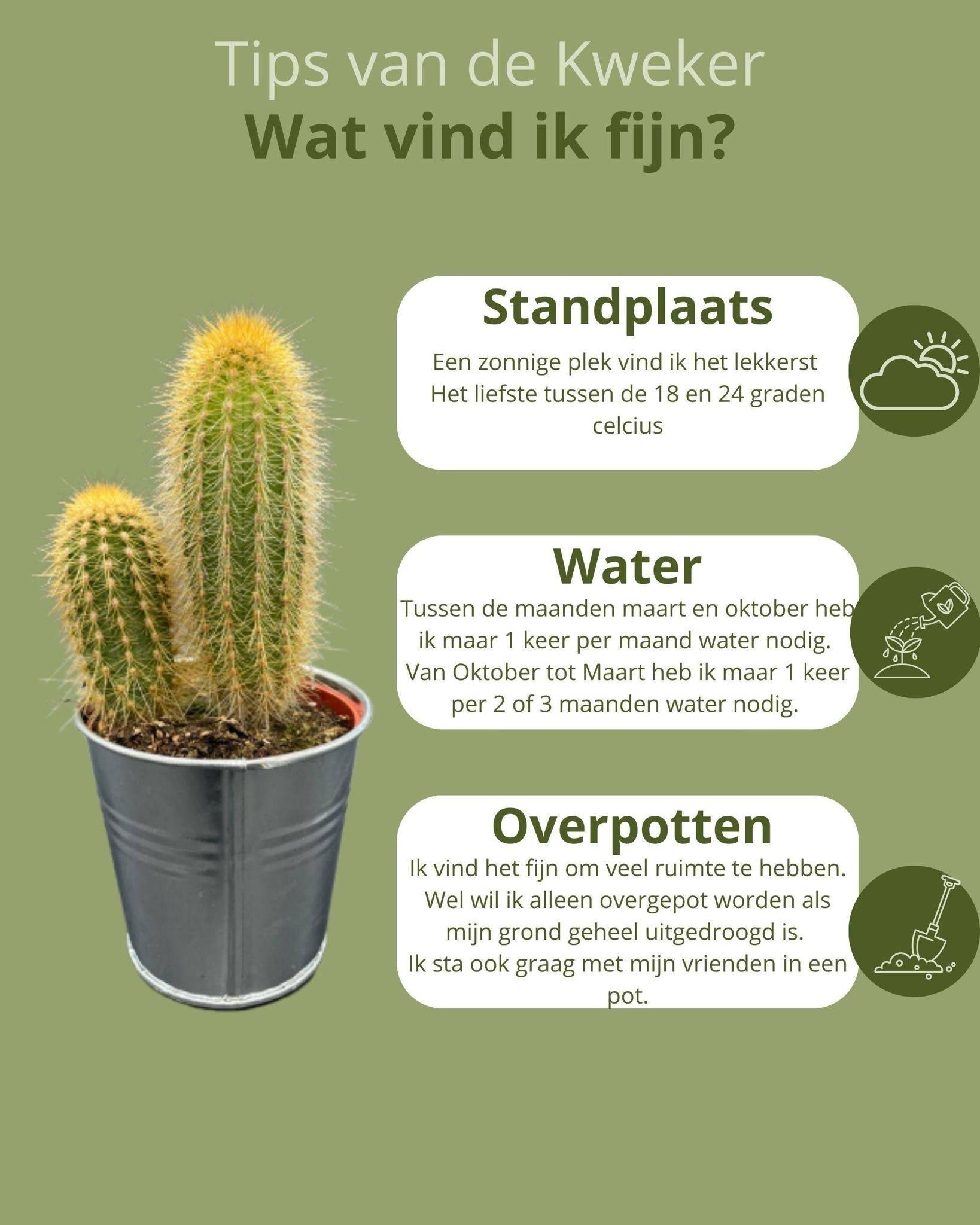 La Green Touch - Ensemble de 6 cactus en pot de zinc- La Green Touch - Image 5