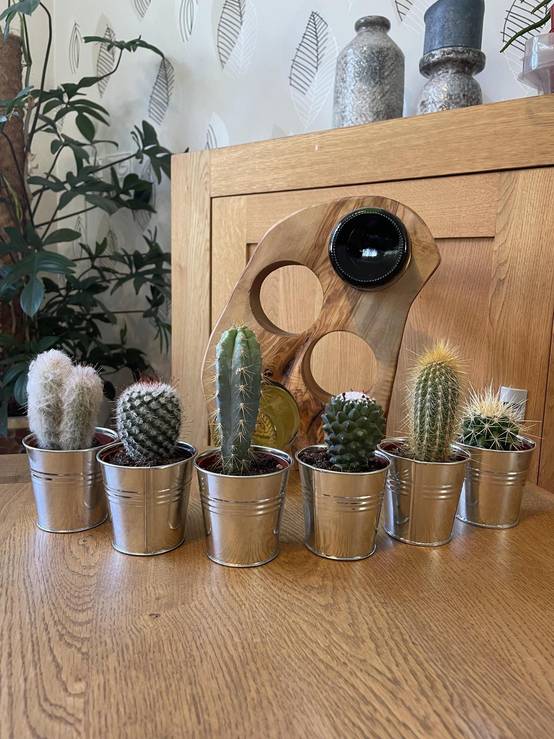 La Green Touch - Ensemble de 6 cactus en pot de zinc- La Green Touch - Image 2