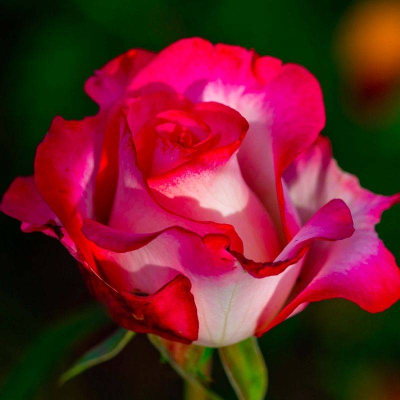 Rosier 'Monica Bellucci' - Conteneur 3L - Pépinières Naudet