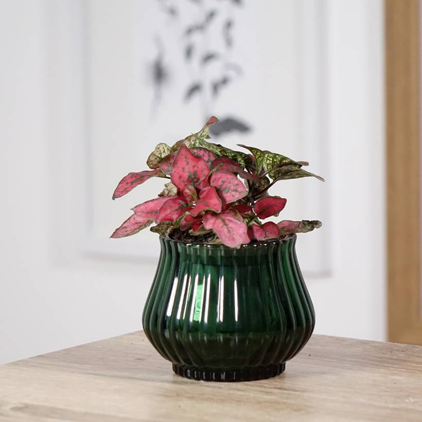 Hypoestes phyllostachya Red Mini-plante