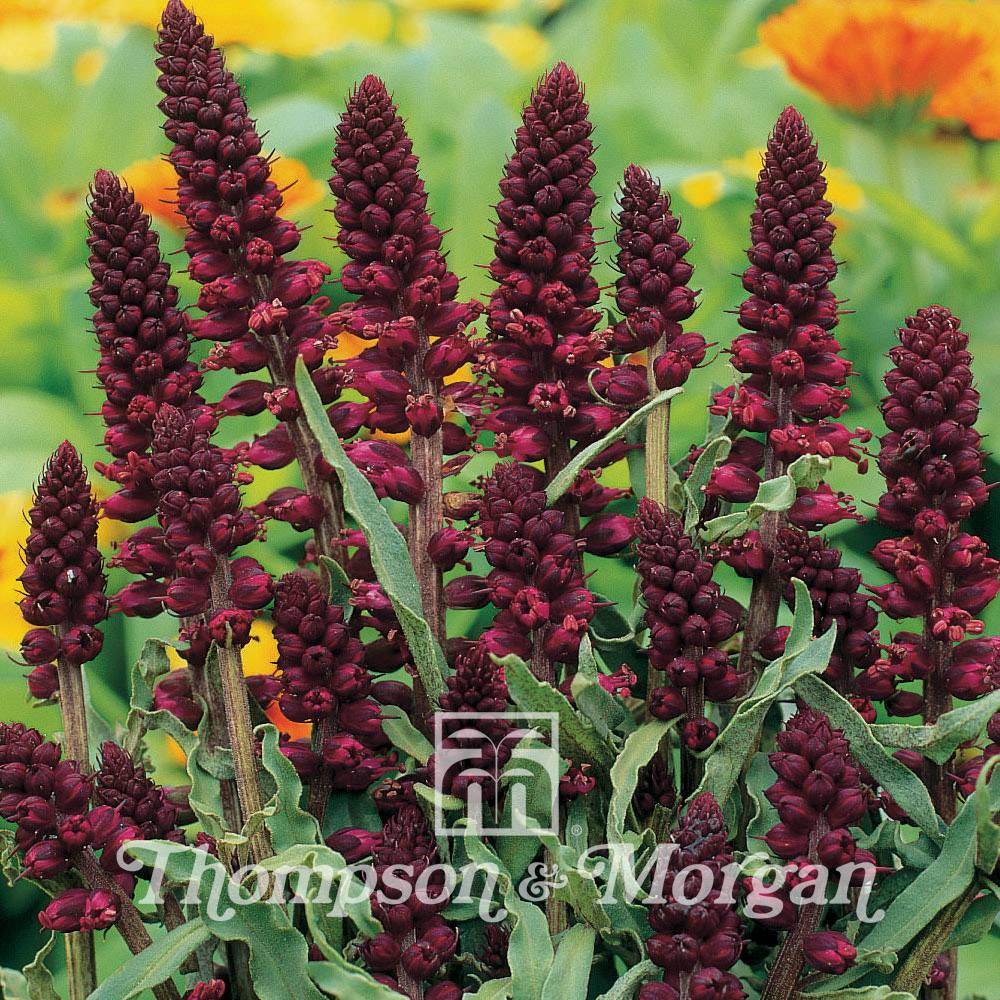 Promesse de Fleurs - Graines de Lysimachia atropurpurea - Lysimaque pourpre Pot de 2L/3L