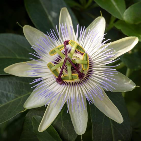 Promesse de Fleurs - Passiflore, Fleur de la passion - Passiflora caerulea Clear Sky Pot de 1,5L/2L