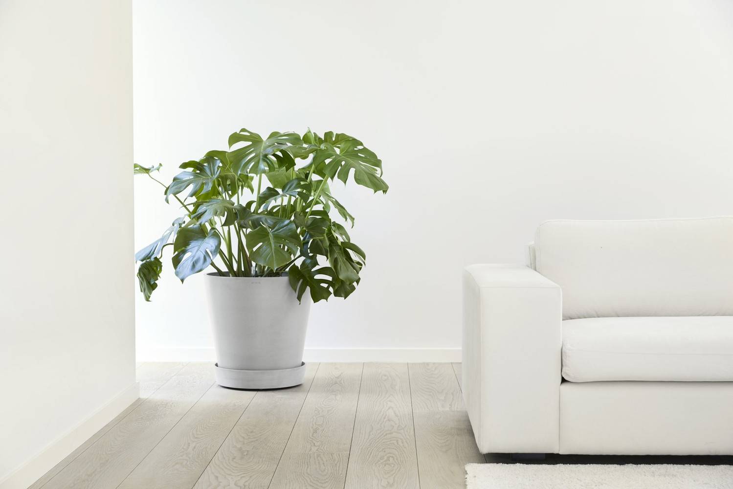 Ecopots - Support à roulettes Wheels 50 Blanc Gris - Ø 41,6 x H. 9 cm ECOPOTS - Imagen 4