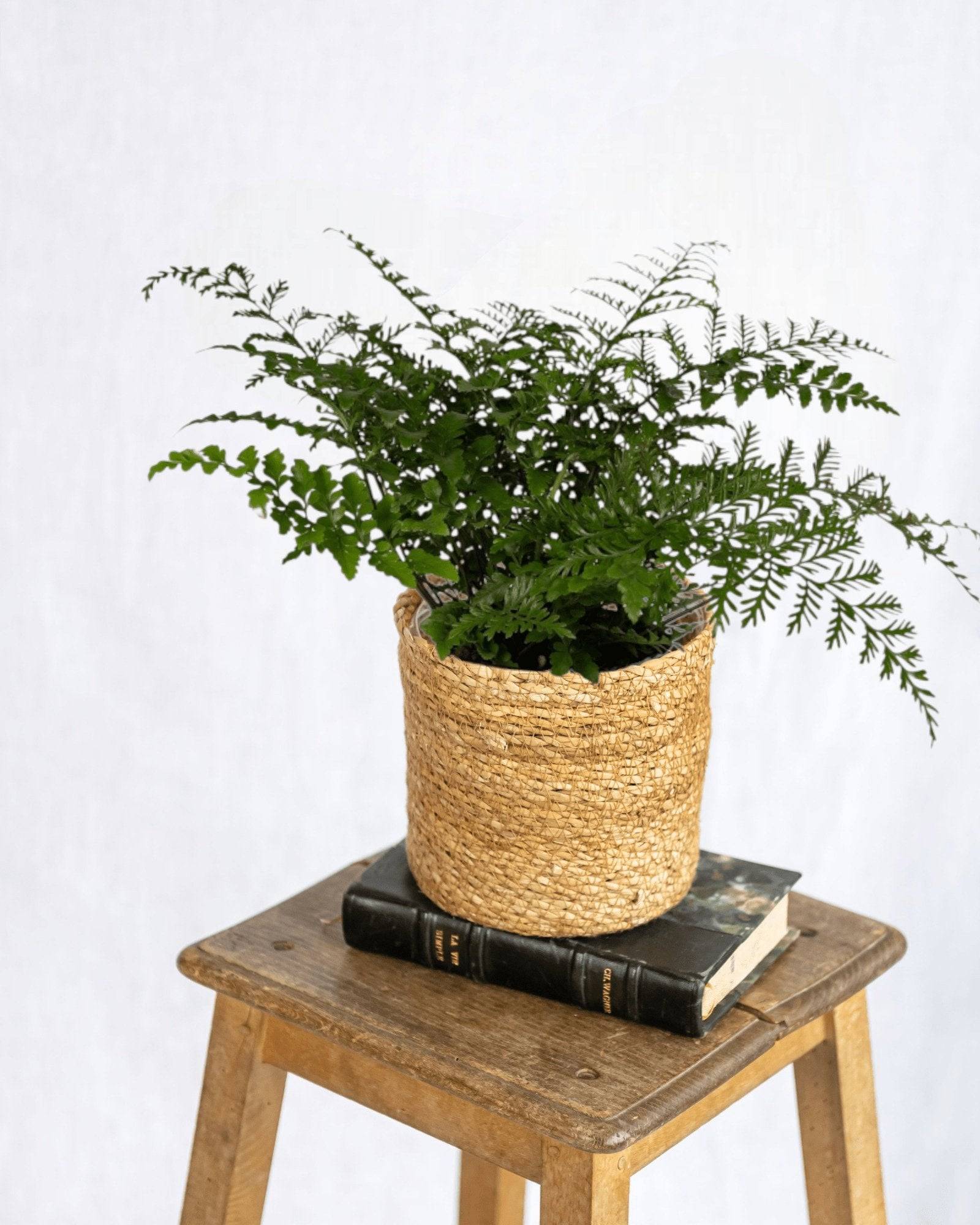 Asplenium Parvati 30cm - Plante d'intérieur- La Green Touch - Image 2