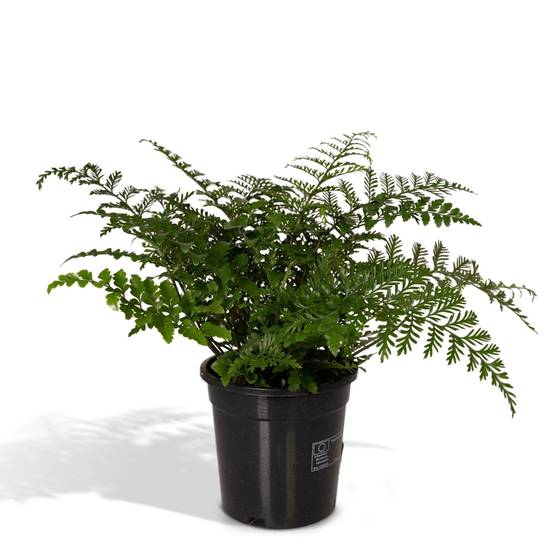 Asplenium Parvati 30cm - Plante d'intérieur- La Green Touch - Image 1