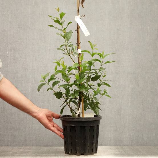 Eucalyptus kitsoniana - Gommier du Gippsland Pot de 4L/5L, Pot anti-chignon - Image 2
