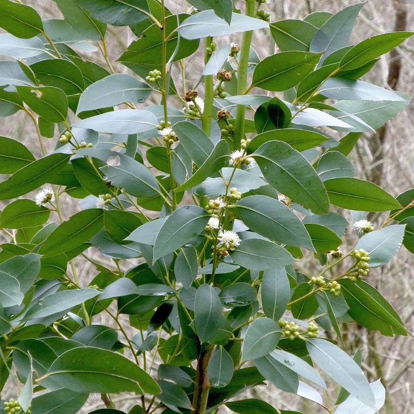 Eucalyptus kitsoniana - Gommier du Gippsland  Pot de 4L/5L, Pot anti-chignon - Image 1
