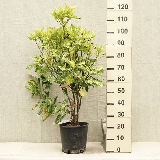 Promesse de Fleurs - Aucuba japonica Crotonifolia Pot de 7,5L/10L - Image 2