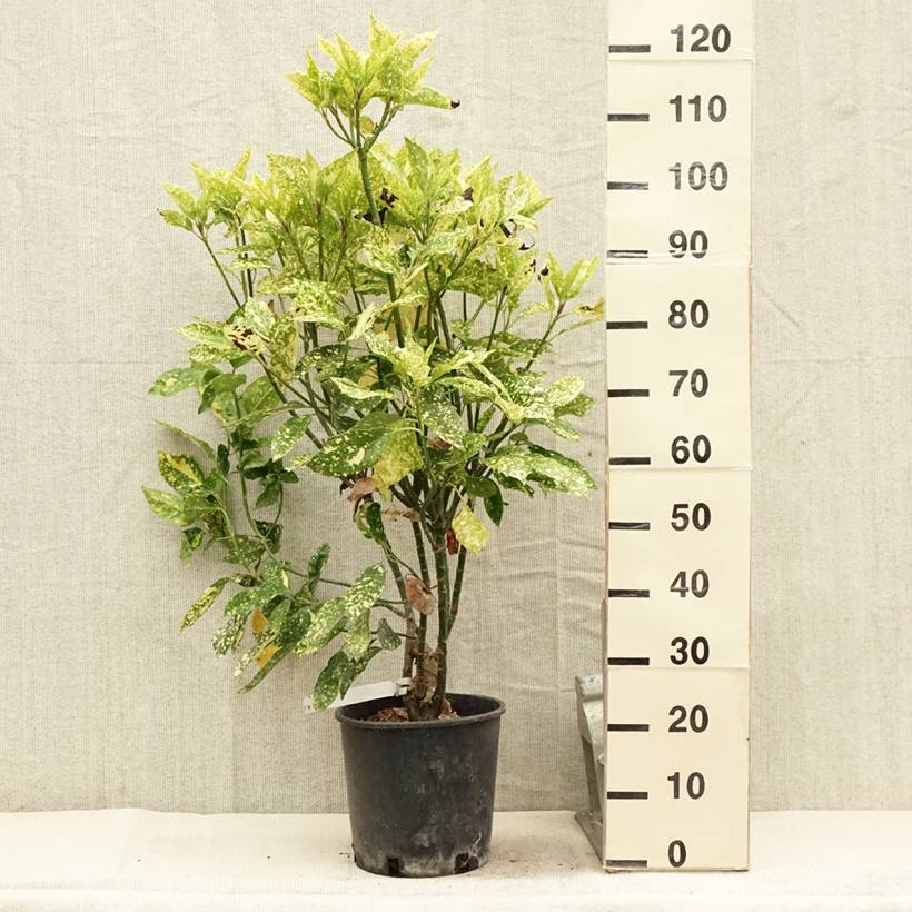 Promesse de Fleurs - Aucuba japonica Crotonifolia Pot de 7,5L/10L - Image 2