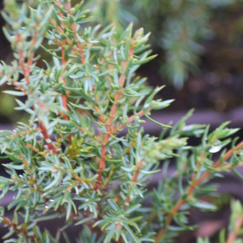 Genévrier commun Hibernica, Juniperus - Pot de 1,5L - 10/20 cm - Imagen 1