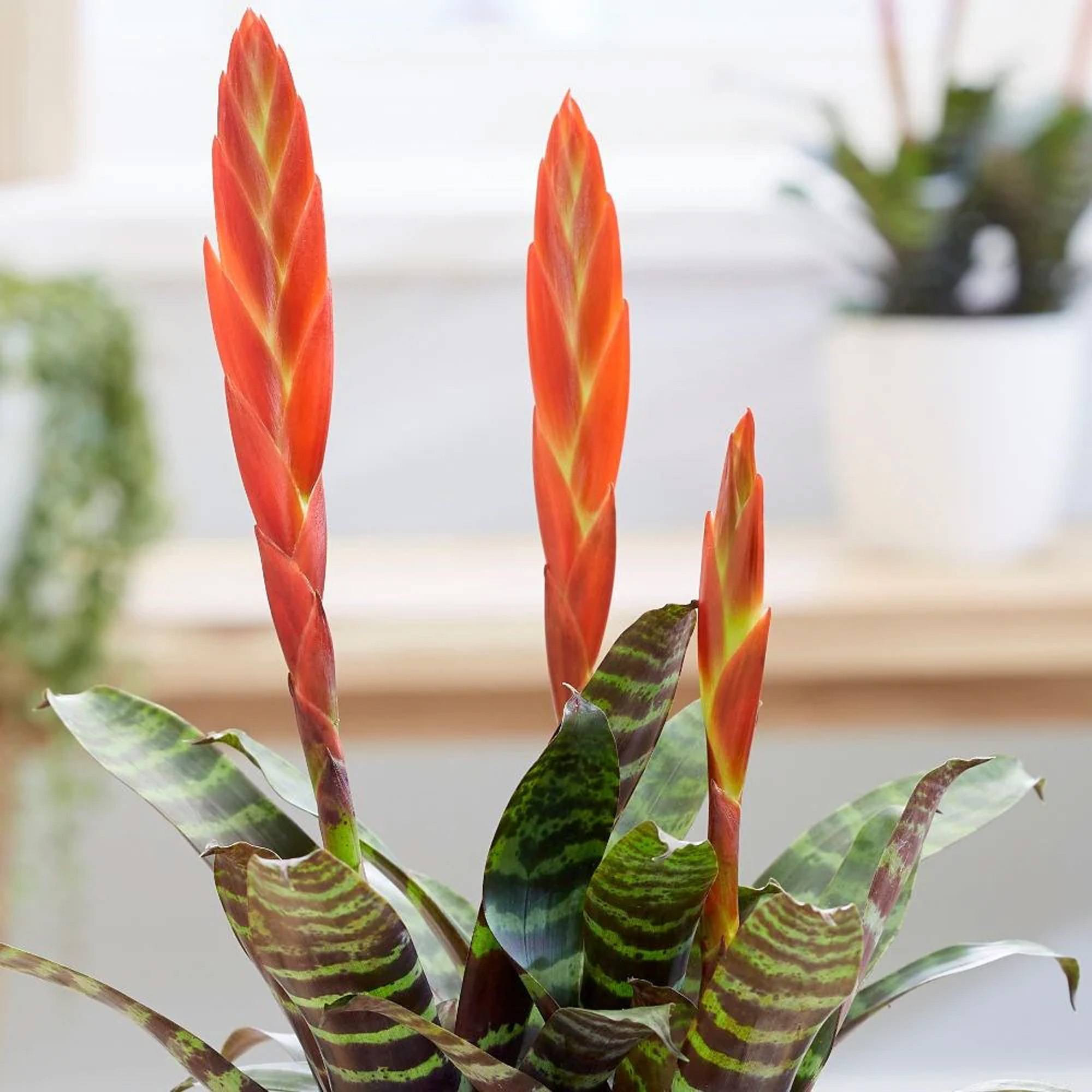 Gardenersdream - Vriesea Era Rouge-Verte "Epée Flamboyante" | Plante D'Intérieur À Fleurs Persistantes | Plante D'Intérieur En Pot Pour La Maison, Le Bureau - Imagen 2
