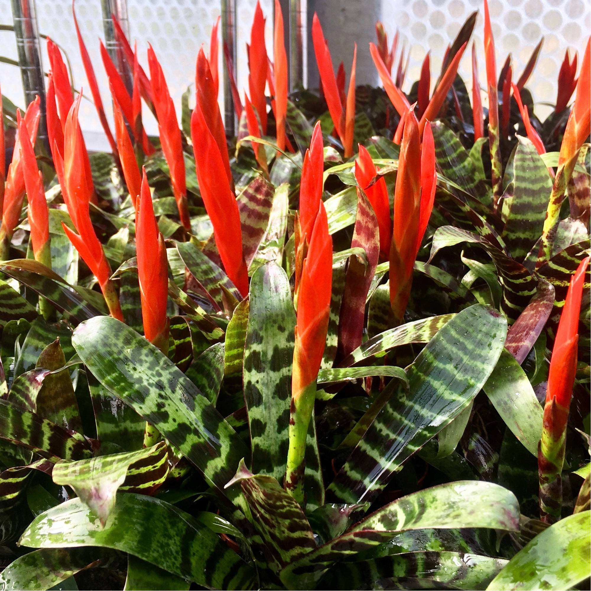 Gardenersdream - Vriesea Era Rouge-Verte "Epée Flamboyante" | Plante D'Intérieur À Fleurs Persistantes | Plante D'Intérieur En Pot Pour La Maison, Le Bureau - Imagen 4