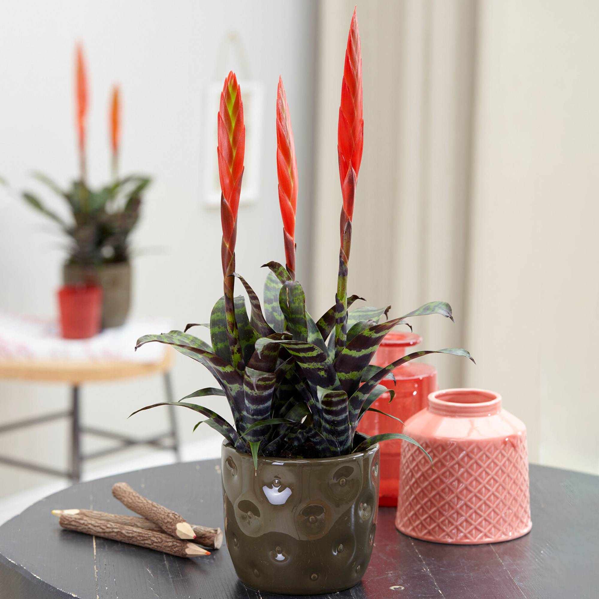 Gardenersdream - Vriesea Era Rouge-Verte "Epée Flamboyante" | Plante D'Intérieur À Fleurs Persistantes | Plante D'Intérieur En Pot Pour La Maison, Le Bureau - Imagen 1