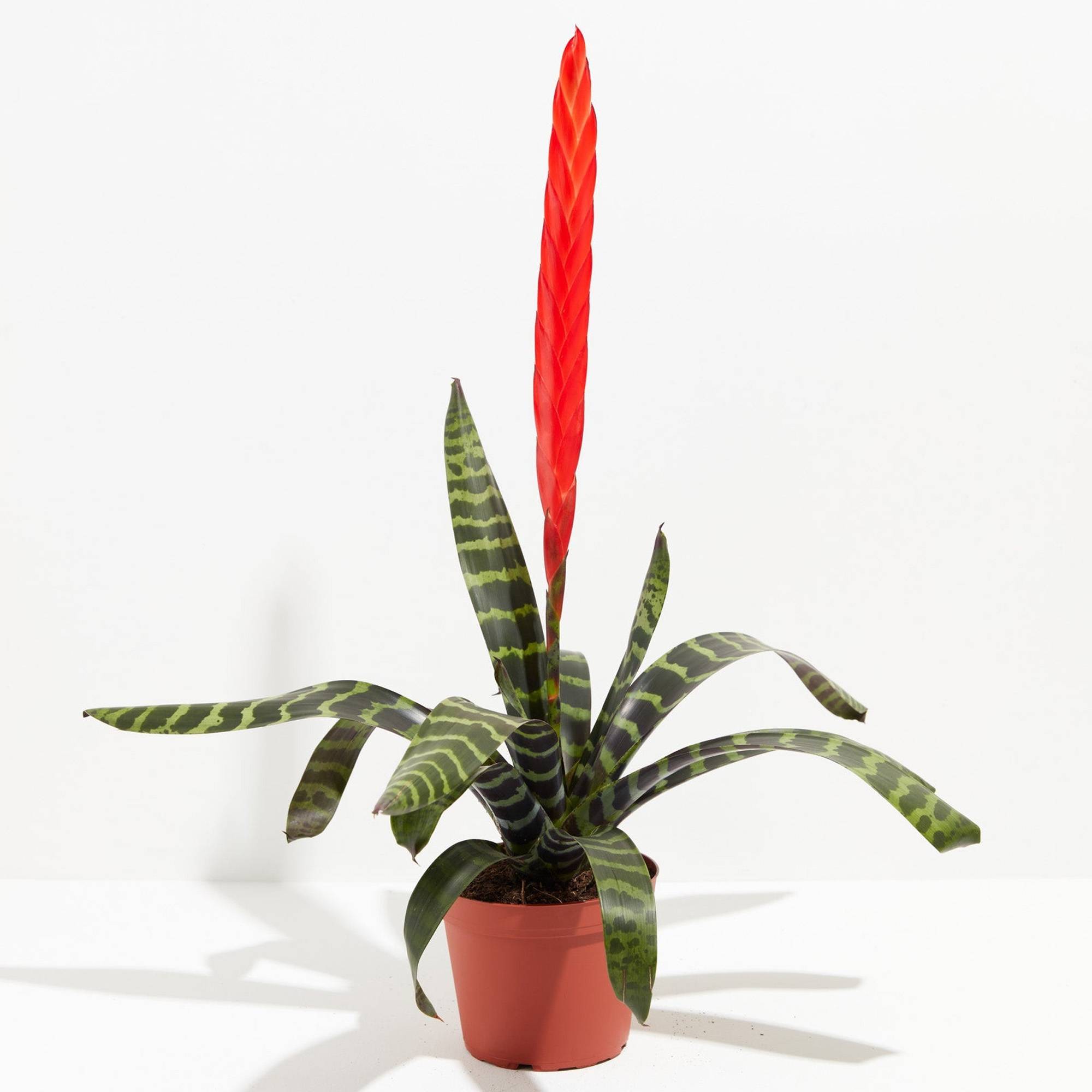 Gardenersdream - Vriesea Era Rouge-Verte "Epée Flamboyante" | Plante D'Intérieur À Fleurs Persistantes | Plante D'Intérieur En Pot Pour La Maison, Le Bureau - Imagen 3