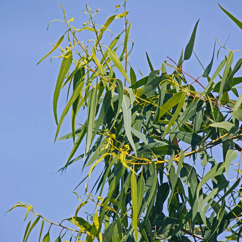 Graines d'Eucalyptus citriodora Lemon Bush le sachet de 10 graines environ