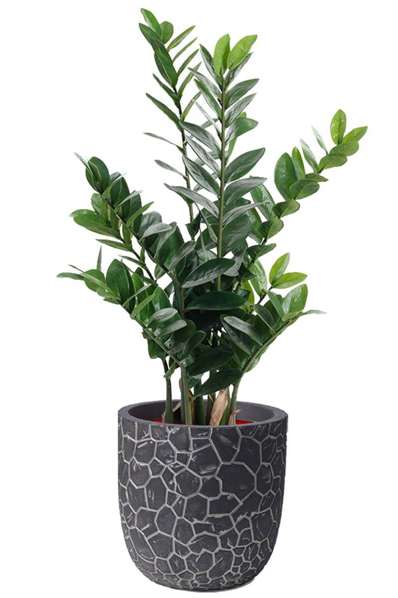Artificielles - Zamioculcas artificiel en pot, H 90 cm, D 52 cm - dimhaut: H 90 cm - Imagen 2