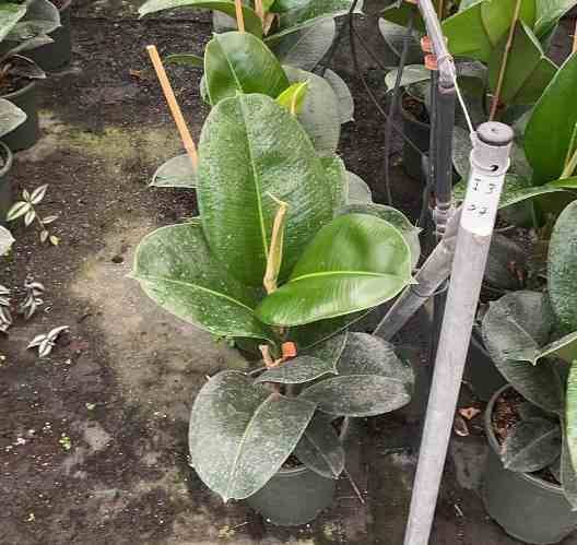 0 - Ficus elastica 'Robusta' (Caoutchouc) Pot de 65L - 180/200cm - Image 1