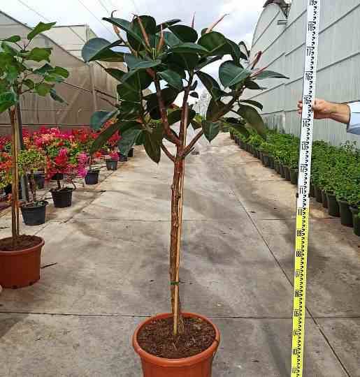0 - Ficus elastica 'Robusta' (Caoutchouc) Pot de 65L - 180/200cm - Image 3