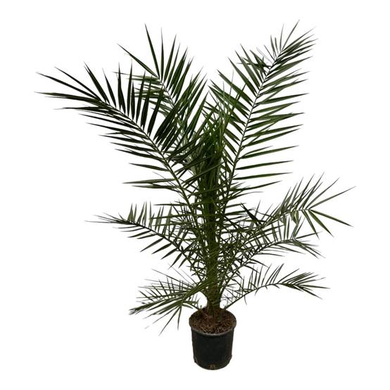 Phoenix Canariensis 160cm - D22 H160cm - Image 2