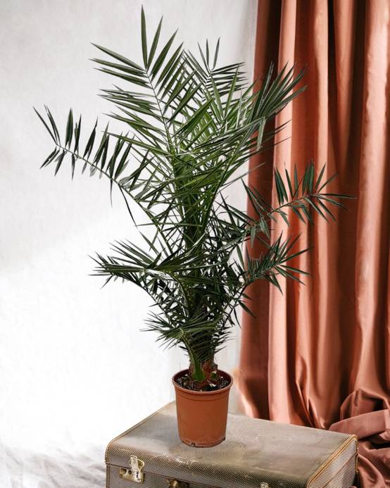 Phoenix Canariensis 160cm - D22 H160cm - Image 1