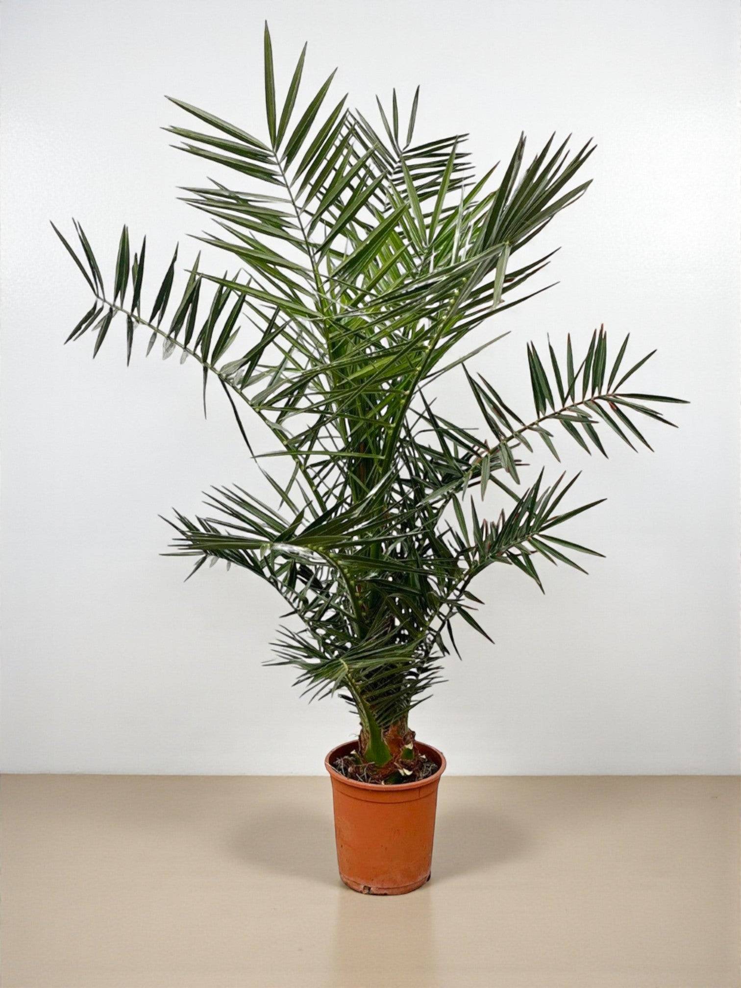 La Green Touch - Phoenix Canariensis 140cm - D27 H140cm - Image 1