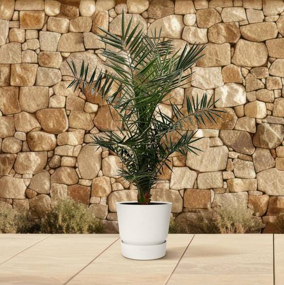 Phoenix Canariensis 160cm - D22 H160cm - Image 4