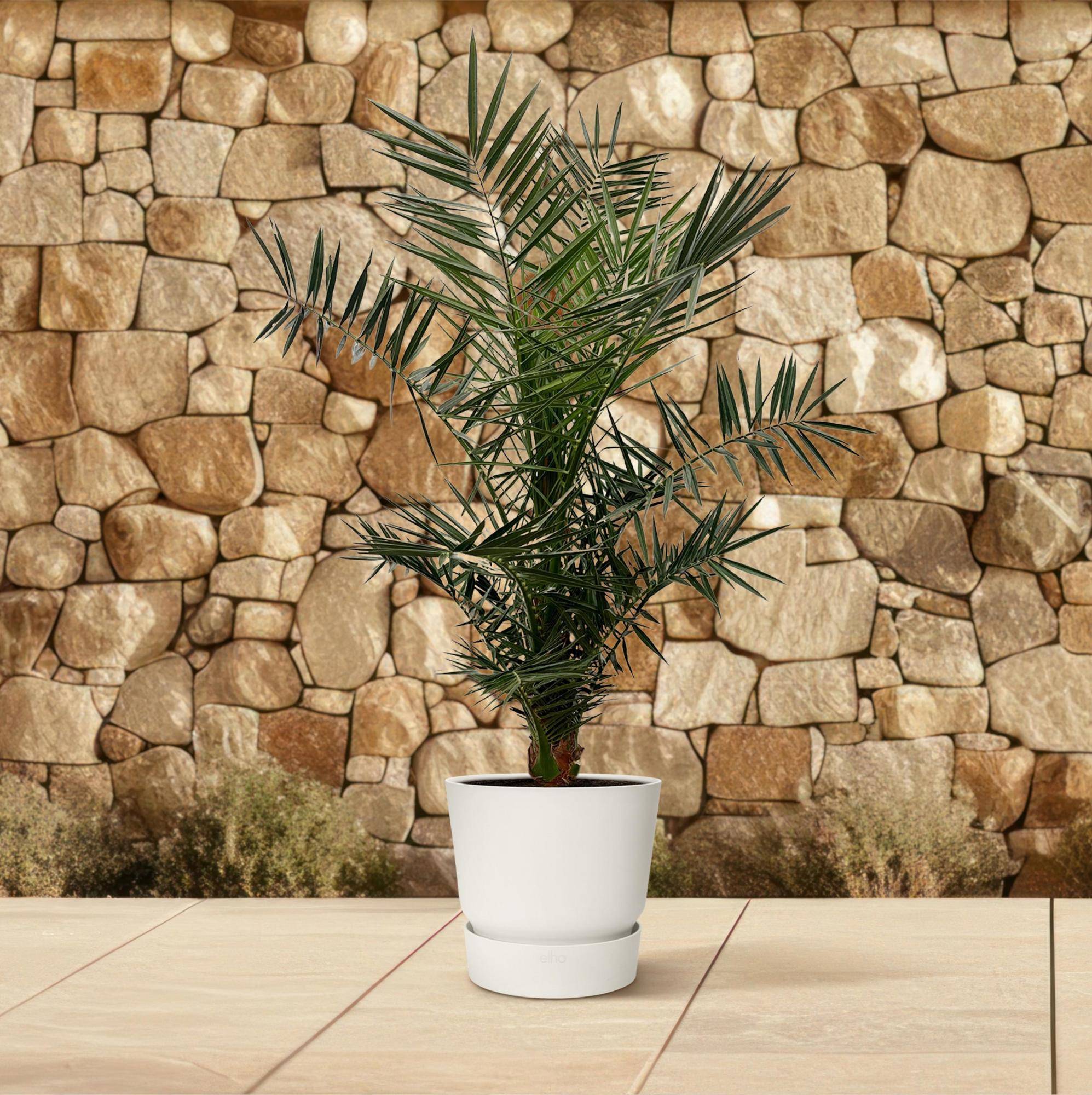 Phoenix Canariensis 160cm - D22 H160cm - Image 4
