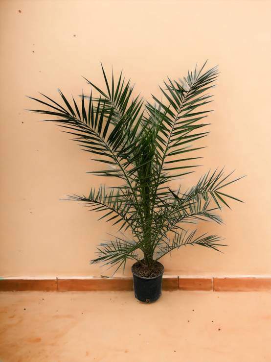 Phoenix Canariensis 160cm - D22 H160cm - Image 3