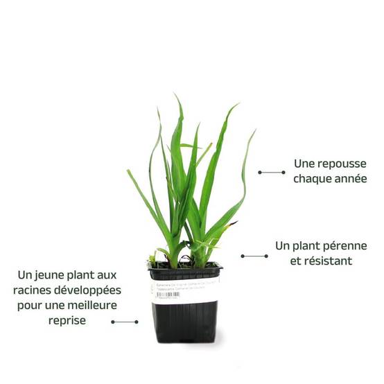 3 Ephémères De Virginie 'Domaine De Courson' (Tradescantia 'Domaine de Courson') - Lot de 3 vivaces - Pépinières Naudet - Image 3