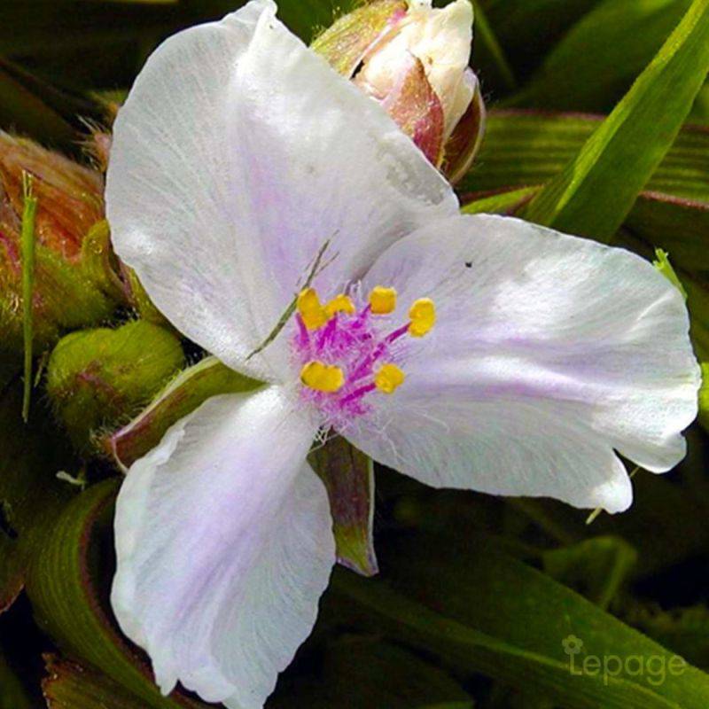 3 Ephémères De Virginie 'Domaine De Courson' (Tradescantia 'Domaine de Courson') - Lot de 3 vivaces - Pépinières Naudet - Image 1
