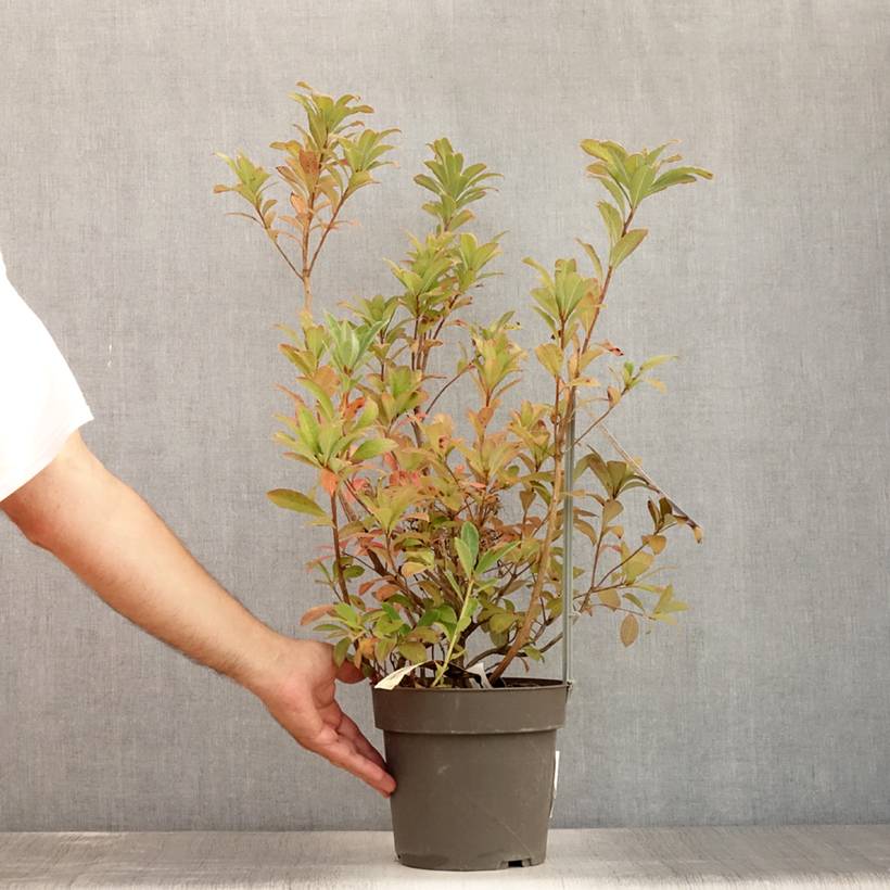 Promesse de Fleurs - Azalée de Chine Soir de Paris  Pot de 4L/5L - Image 2