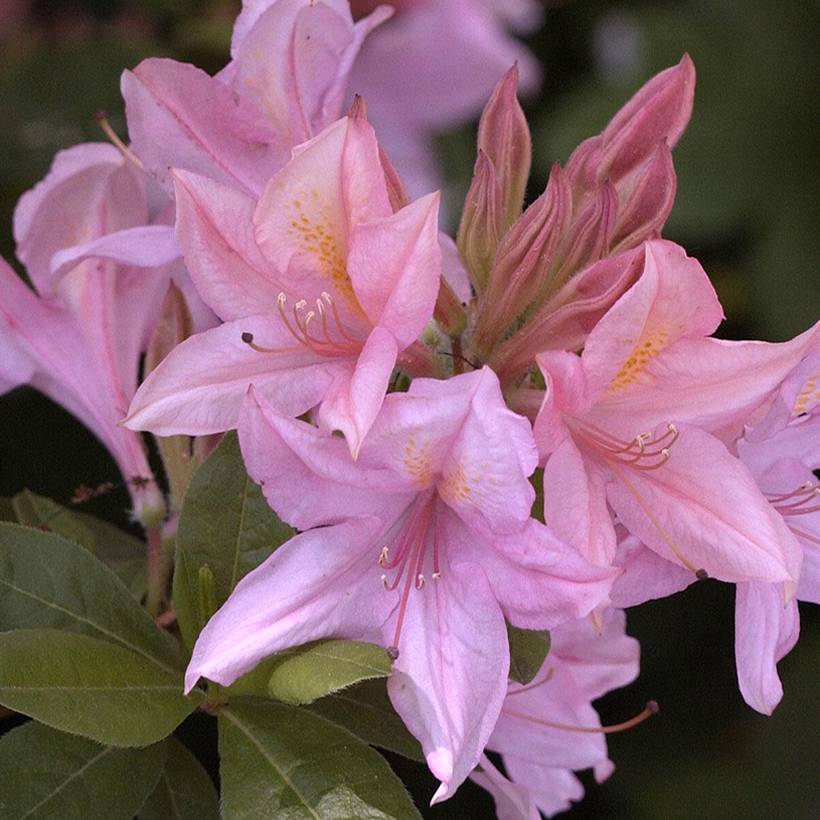 Promesse de Fleurs - Azalée de Chine Soir de Paris  Pot de 4L/5L