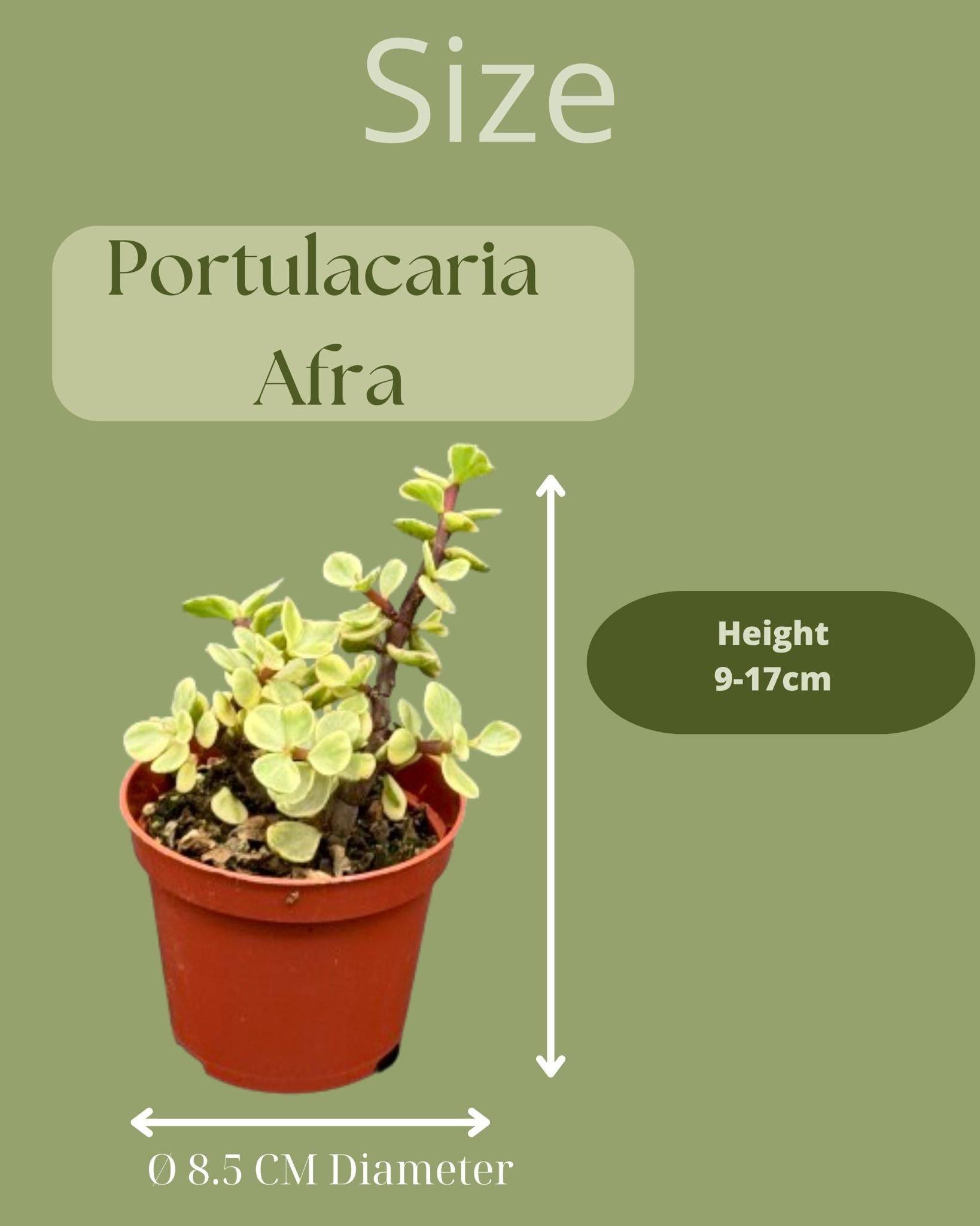 Trio de Portulacaria Afra – Succulentes Élégantes et Pratiques- La Green Touch - Image 2
