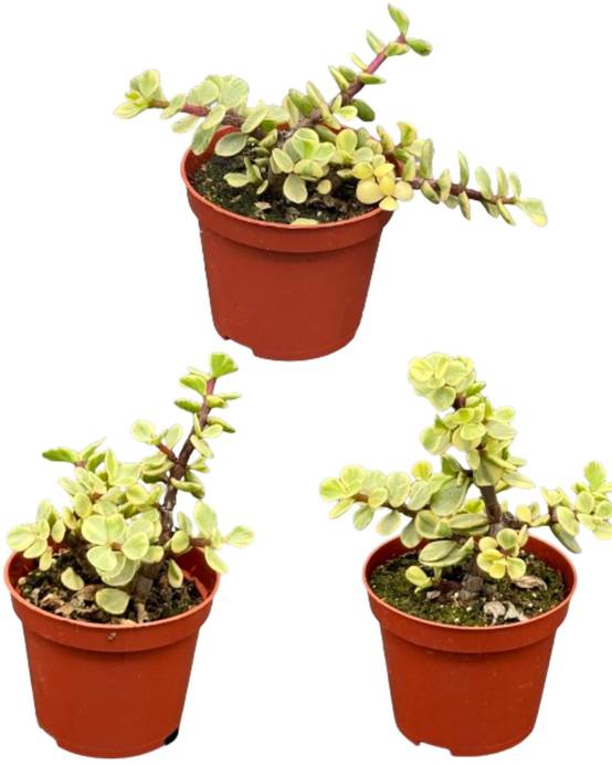 Trio de Portulacaria Afra – Succulentes Élégantes et Pratiques- La Green Touch - Image 1