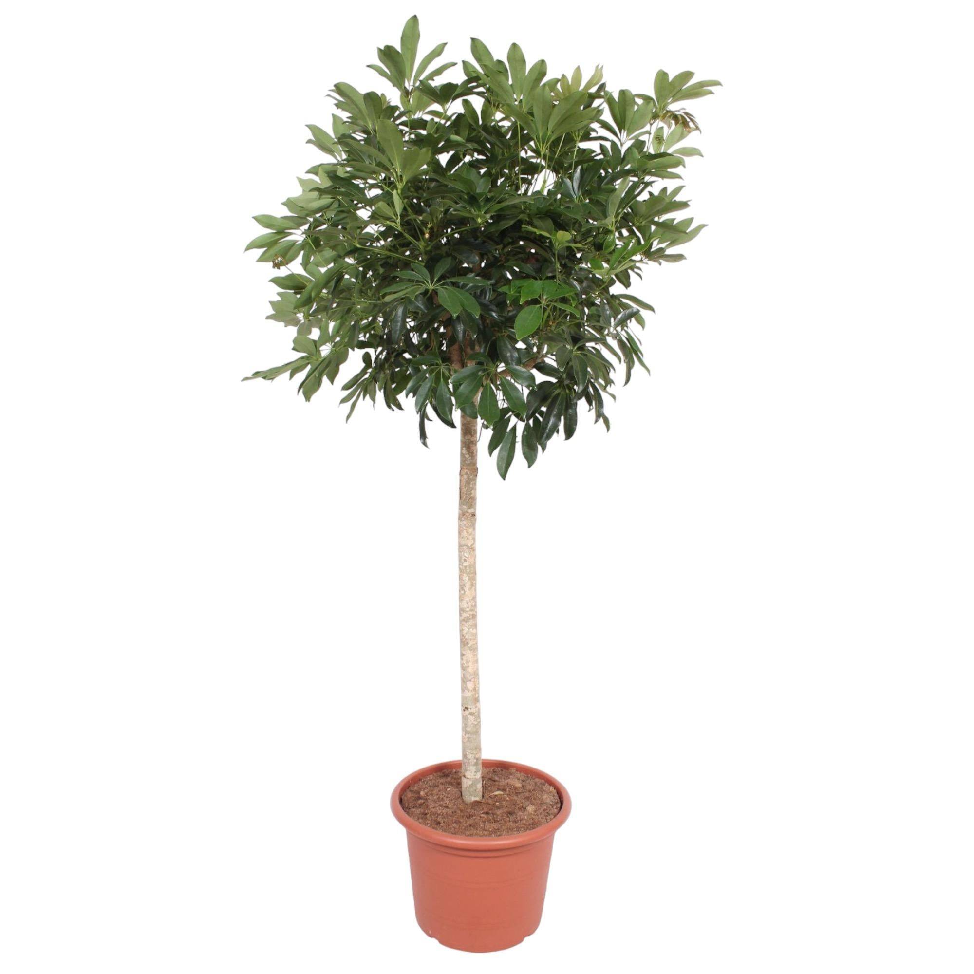 La Green Touch - Schefflera Arboricola Compacta Arbre - D45 H190cm