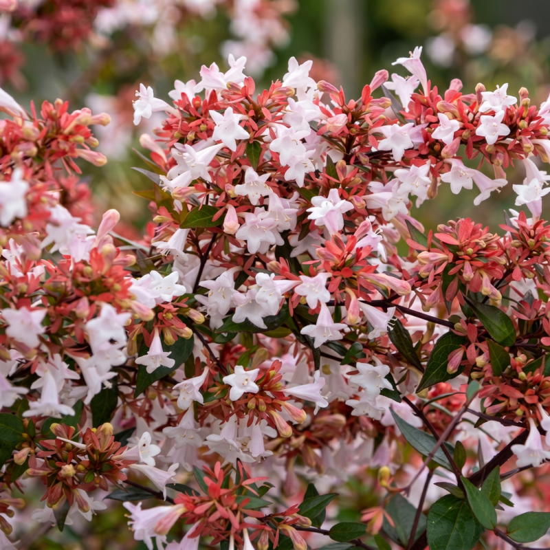 Abélia x grandiflora 'Raspberry Profusion' (Abelia x grandiflora 'Raspberry Profusion') - Godet 9cm - Pépinières Naudet