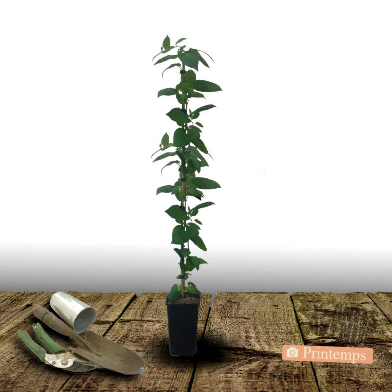 Chèvrefeuille de Chine à fleurs Blanche - feuillage Semi-Persistant - Pot de 2L - Tuteur bambou 60/90 cm-  hauteur à maturité De 5,00 m à 10,00 m - Image 5