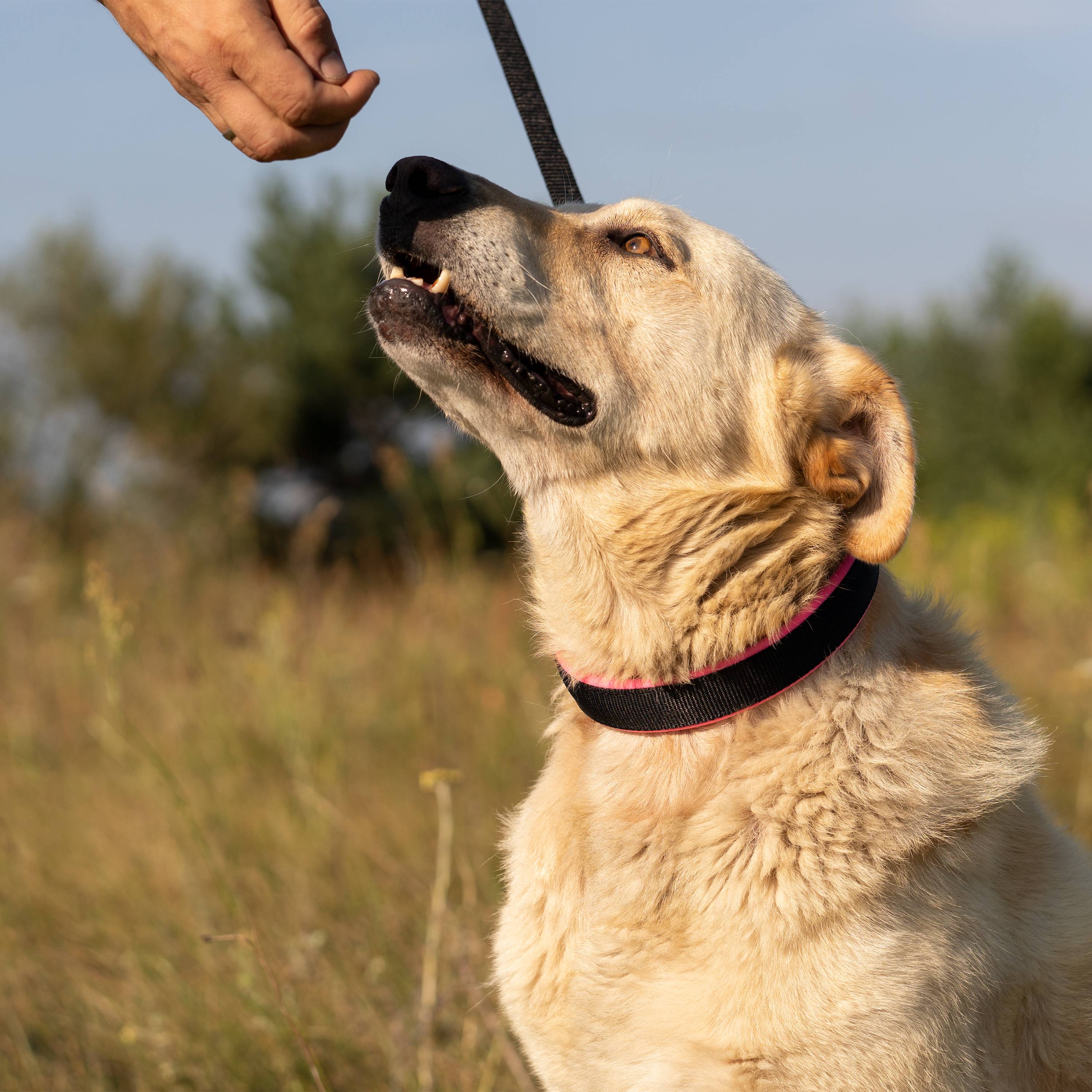 Ferplast - Collier Ergonomique pour Chiens ERGOFLUO C25/60 avec Rembourrage et Fermeture à Micro-régulation - Image 3