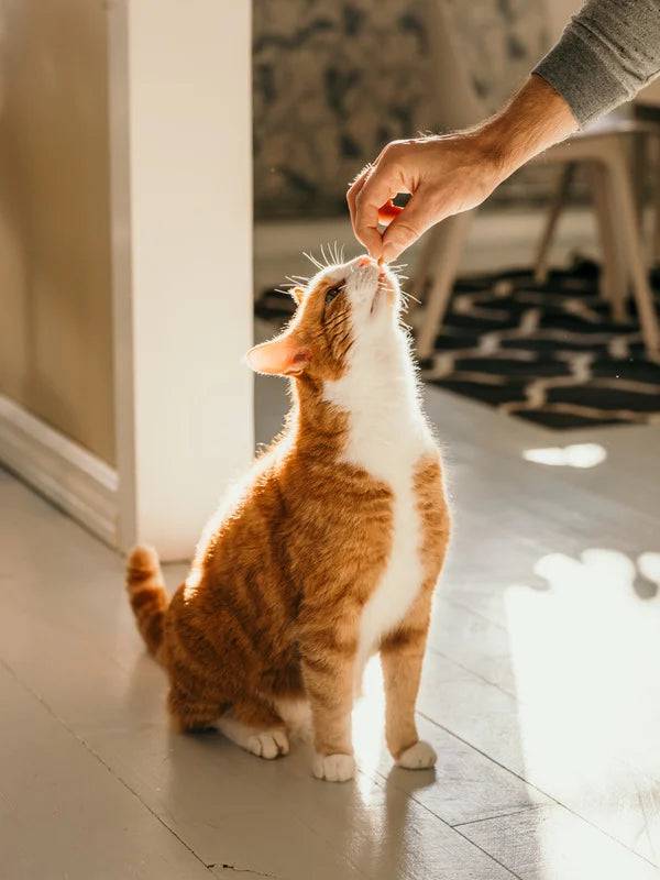 Marly & Dan - Friandises Sans Céréales "Digestion" pour Chat - Imagen 3