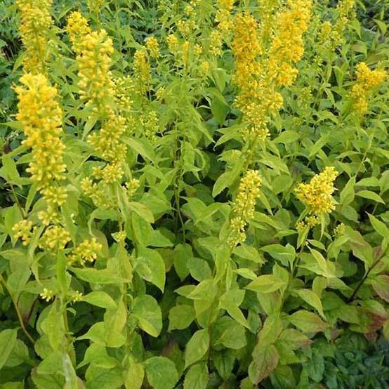 Solidago flexicaulis Variegata - Verge d'or Variegata Godet de 8/9 cm