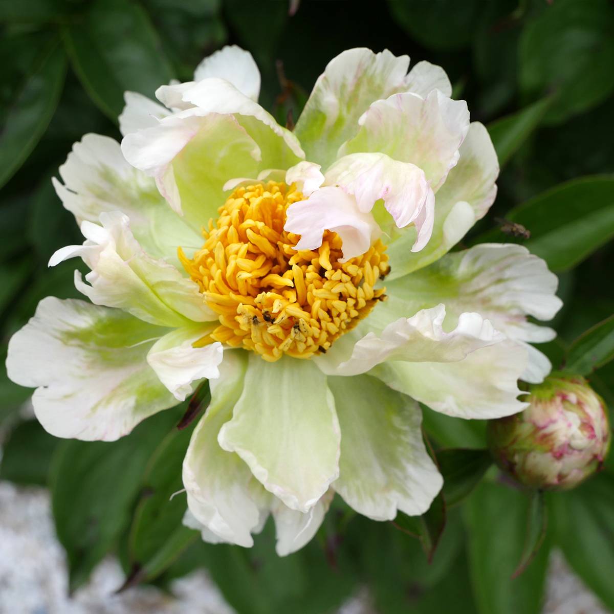 Pivoine lactiflora Green Lotus Pot de 3L/4L