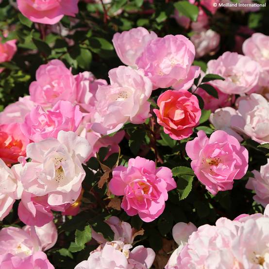 Rosier Meillandecor Pink Chantilly Meilevire Pot de 4L/5L