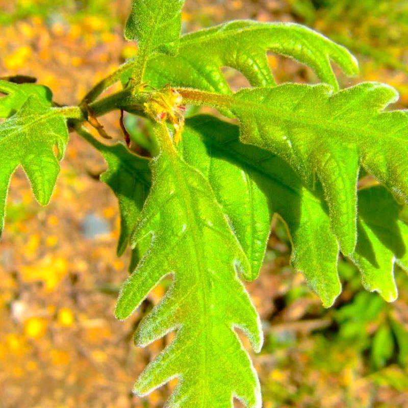 Chêne tauzin (Quercus toza) - Godet - Taille 20/40cm - Pépinières Naudet - Image 2