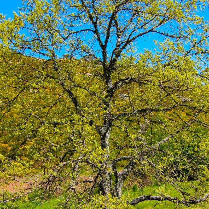 Chêne tauzin (Quercus toza) - Godet - Taille 20/40cm - Pépinières Naudet - Image 1