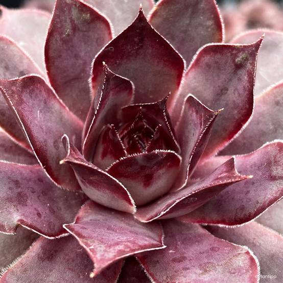 Sempervivum Chick Charms Grape Galaxy - Joubarbe Godet de 8/9 cm
