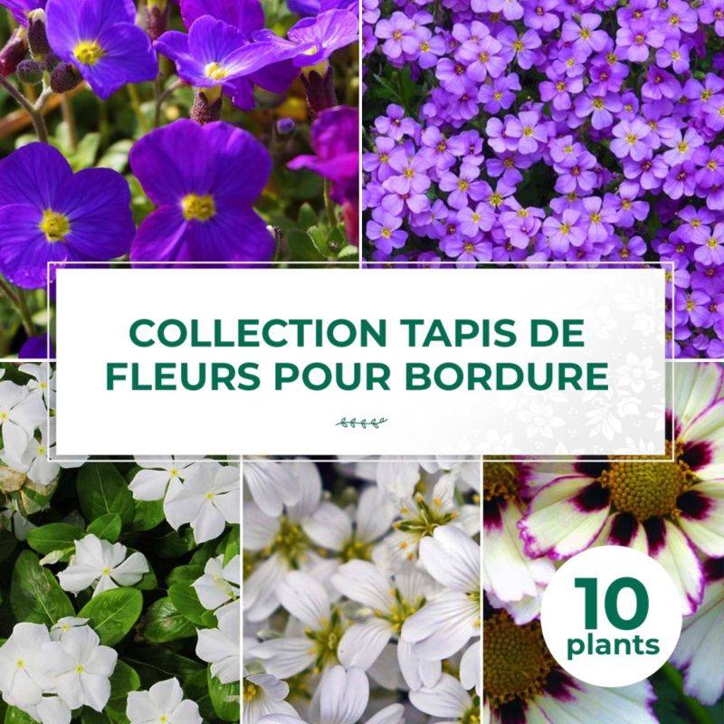 Collection de 10 vivaces tapis de fleurs pour bordure -  - Pépinières Naudet - Imagen 1