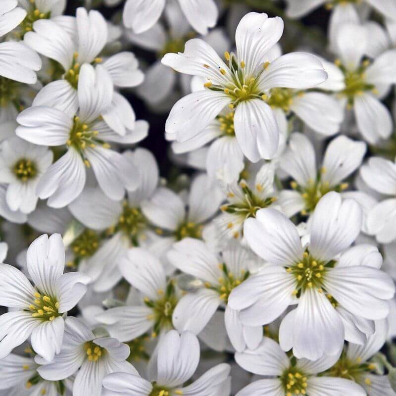 Collection de 10 vivaces tapis de fleurs pour bordure -  - Pépinières Naudet - Imagen 3