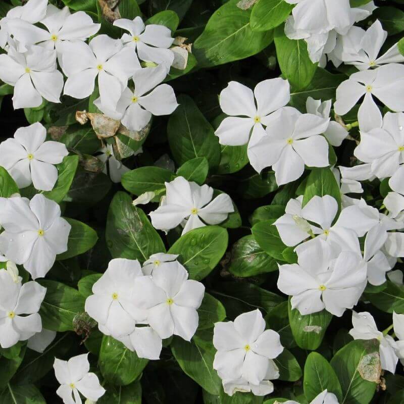 Collection de 10 vivaces tapis de fleurs pour bordure -  - Pépinières Naudet - Imagen 4