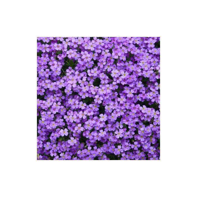 Collection de 10 vivaces tapis de fleurs pour bordure -  - Pépinières Naudet - Imagen 6