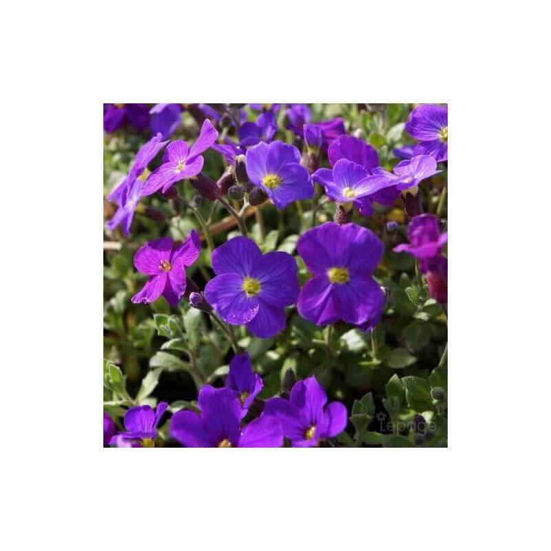 Collection de 10 vivaces tapis de fleurs pour bordure -  - Pépinières Naudet - Imagen 5